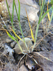 Bromus briziformis