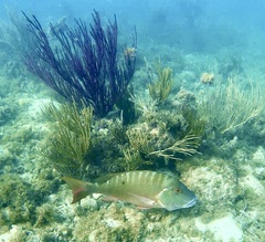 Mutton Snapper photo 5