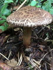 Amanita brunneolocularis