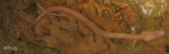 Proteus anguinus