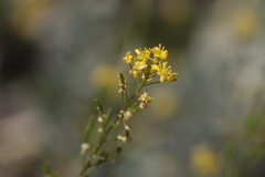 Descurainia californica