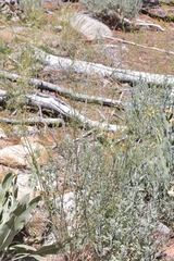 Descurainia californica