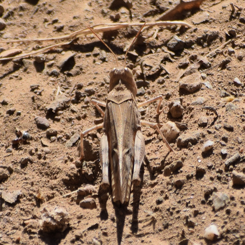 California Rose-winged Grasshopper photo 4