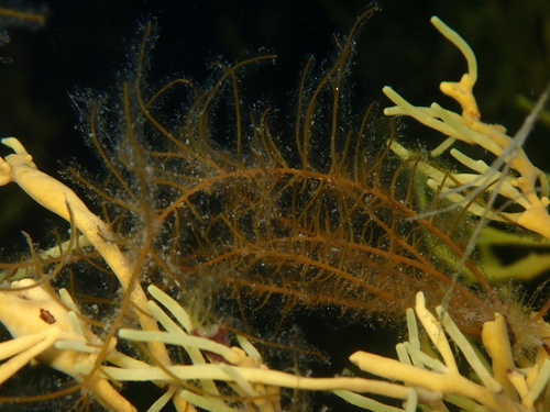 Chordaria flagelliformis observed 2024-07-23