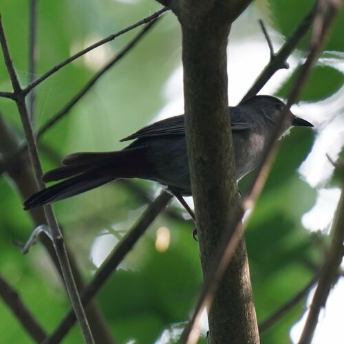 Gray Catbird photographed in Rhode Island