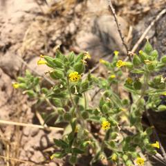 Mimetanthe pilosa