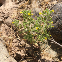 Mimetanthe pilosa