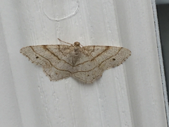 Trigrammia quadrinotaria