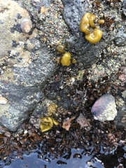 Leathesia marina