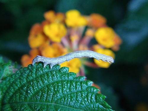 Lantana Stick Moth photo 5