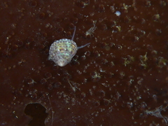 Calliostoma gloriosum