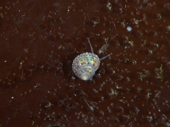 Calliostoma gloriosum