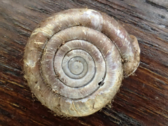 Helicodonta obvoluta