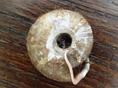 Helicodonta obvoluta