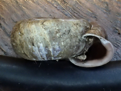 Helicodonta obvoluta