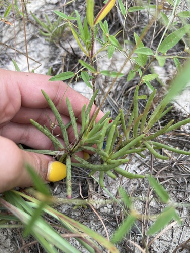 Image of Phemeranthus calycinus by (c) diana schwartz, some rights reserved (CC BY)