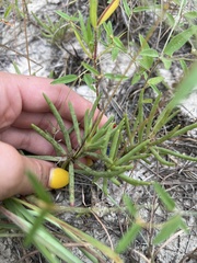 Phemeranthus calycinus, photograph (c) diana schwartz, some rights reserved (CC BY)