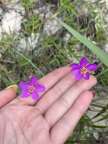 Image of Phemeranthus calycinus by (c) diana schwartz, some rights reserved (CC BY)
