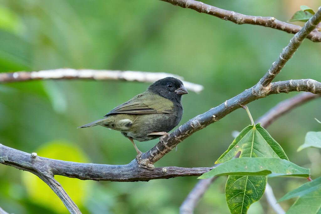 Black-faced Grassquit
