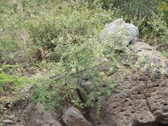 Mimosa aculeaticarpa biuncifera