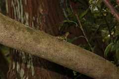 Diploderma polygonatum xanthostomum