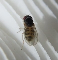 Mycodrosophila dimidiata