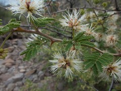 Mimosa aculeaticarpa biuncifera