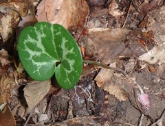 Hexastylis virginica
