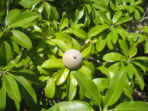 Image of Manilkara zapota by no rights reserved