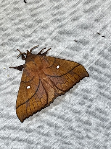 Odonestis pruni