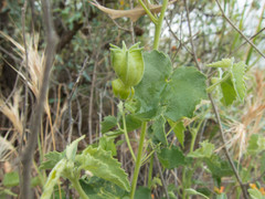 Abutilon parvulum