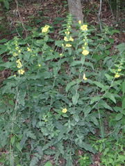 Aureolaria grandiflora