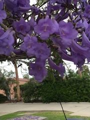Jacaranda mimosifolia