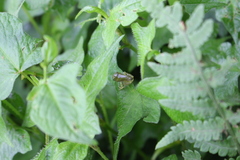 Zhangixalus prasinatus