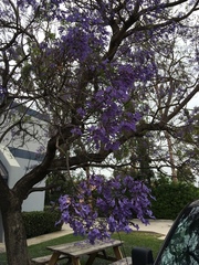 Jacaranda mimosifolia