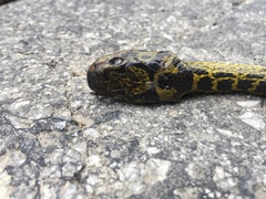 Lycodon meridionalis