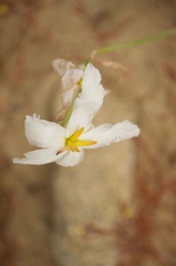 Leucocoryne appendiculata