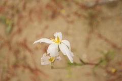 Leucocoryne appendiculata