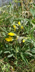 Thermopsis montana
