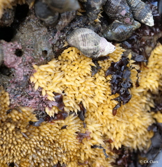 Acanthinucella spirata