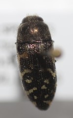 Acmaeodera mixta