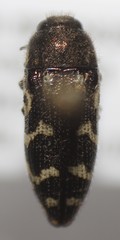 Acmaeodera mixta