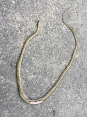 Lycodon meridionalis