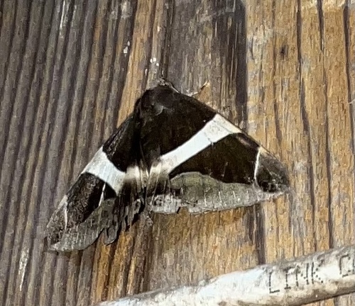 Bastilla crameri