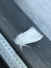 Spilosoma vestalis