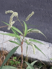 Persicaria lapathifolia lanata