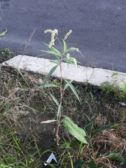 Persicaria lapathifolia lanata