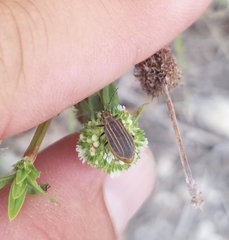 Neolochmaea dilatipennis