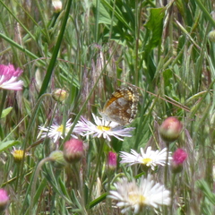 Phyciodes pulchella