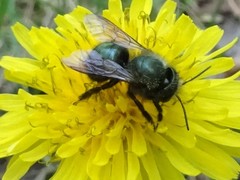 Osmia lignaria lignaria